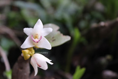 Eria pseudoclavicaulis